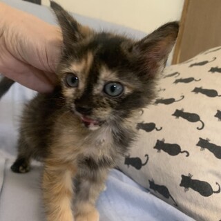 可愛いおてんばサビ まやちゃん