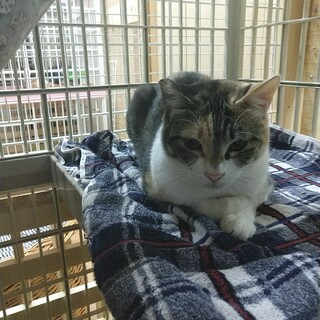 虐待されていた三毛猫うーちゃん