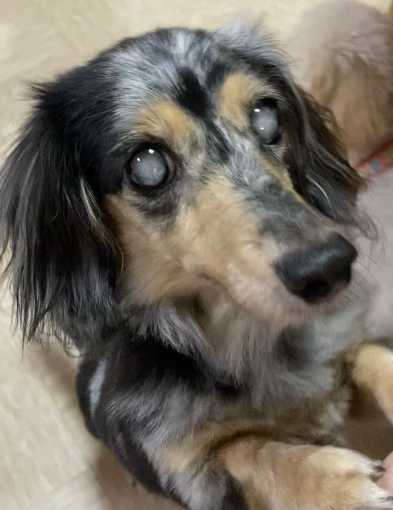 すぐにお腹見せちゃう可愛 埼玉県 犬の里親募集 3293 ペットのおうち 月間利用者150万人