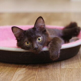 キキちゃん♀️(オソノと一緒に♪)