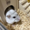 ジャンガリアンハムスター　パールホワイトです