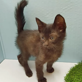 黒猫｢3s99｣ SKU： 3s99