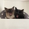 ダブルあくび
