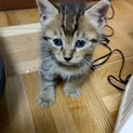 キジトラ 生後1ヶ月 兄弟オス2匹