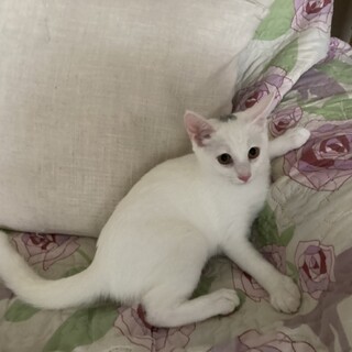 チル♀怖がりさんでも優しく見守れる方❣️