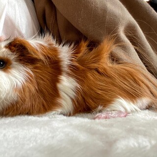 モルモル♀︎♡かりんとう♀︎♡わらび餅♂︎♡