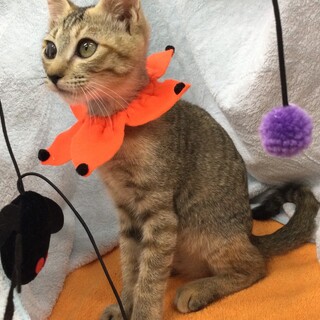 本当はイケニャン慣れっこ⭐️キジトラ男子ひばり