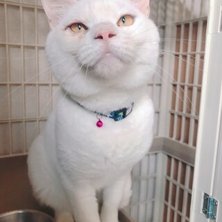 甘ったれで構ってくんの「開介」