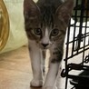 元気いっぱいの ぎゅう君 サムネイル3