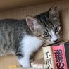 元気いっぱいの ぎゅう君 サムネイル4