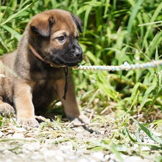 犬の幼稚園に通いながら飼い主さんを募集中！