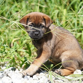 犬の幼稚園に通いながら飼い主さんを募集中！
