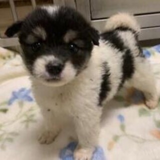 ★殺処分ゼロにご協力を★周南保護犬3-3-319 