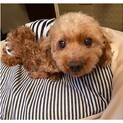 穏やかなトイプードル♀マリーちゃん