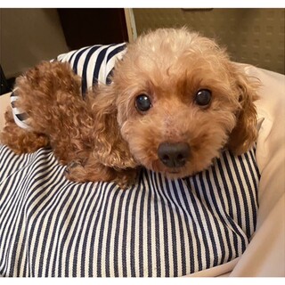 穏やかなトイプードル♀マリーちゃん