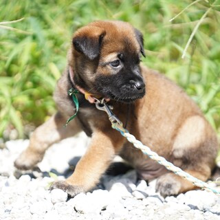 犬の幼稚園に通いながら飼い主さんを募集中！