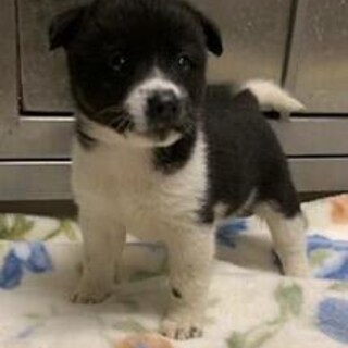 ★殺処分ゼロにご協力を★周南保護犬3-3-321