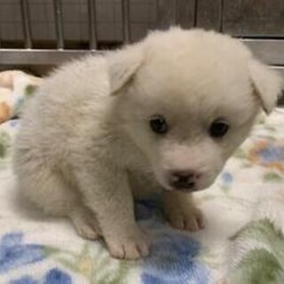 ★殺処分ゼロにご協力を★周南保護犬3-3-323