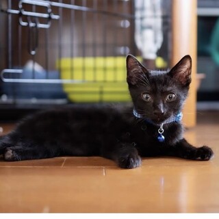 可愛い黒猫♂(左後ろ足先がないです)