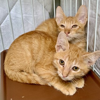 茶トラの兄弟2ヶ月弱里親募集