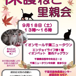 保護猫の里親会