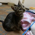 キジ猫すずちゃん