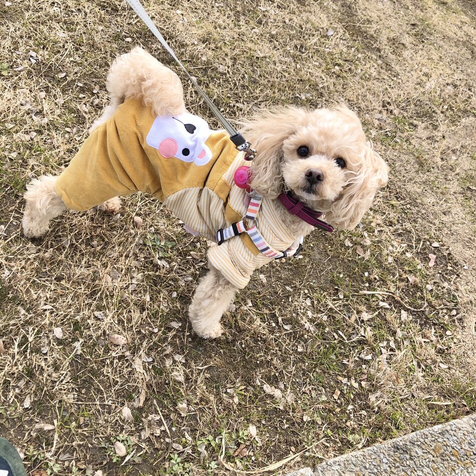 ココのカバー写真