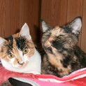 【緊急】三毛＆サビ姉妹（１才くらい）の里親さん募集