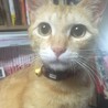 9/13の22時頃家から出てしまいました。東京都足立区中央本町
