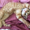 9/13の22時頃迷子になりました。東京都足立区中央本町