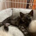 生後1ヶ月の男の子♂