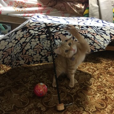の写真