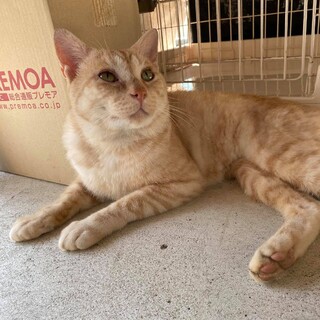 お世話しやすい性格の健康な成ネコ（♂）