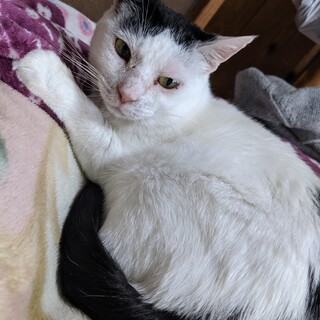 (仮)うーちゃん里親募集中♪