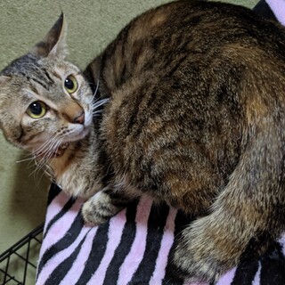 (仮)ゆずちゃんの里親募集中♪