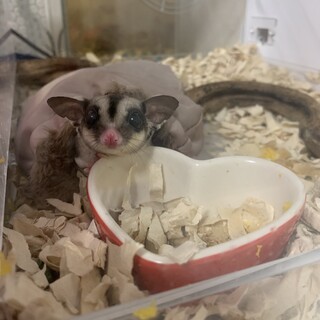 フクロモモンガ8ヶ月の女の子　おとなしいです