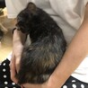 わたちサビ猫のわさび サムネイル6