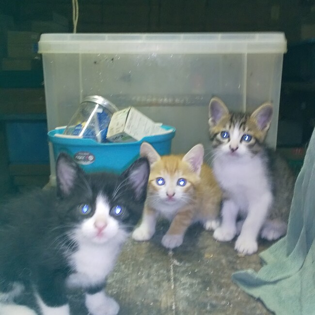 syutakuのカバー写真