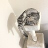丸くなる