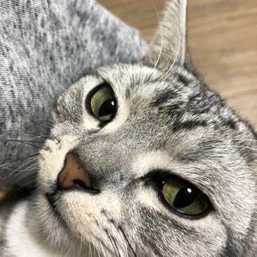 鼻の頭に黒い点がついている