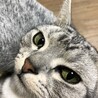 鼻の頭に黒い点がついている