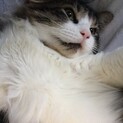 ふみふみ大好きな甘えん坊、ゴロゴロ大音量♡