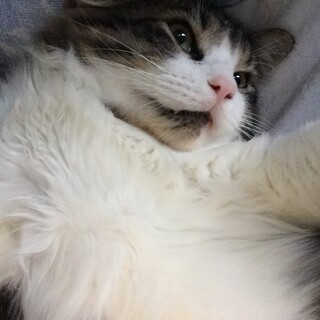 ふみふみ大好きな甘えん坊、ゴロゴロ大音量♡