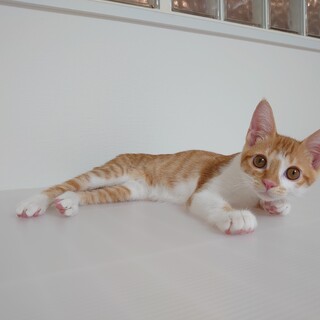 甘えん坊な茶白の男の子。