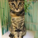 オードリーヘップバーン似の美猫サビママ