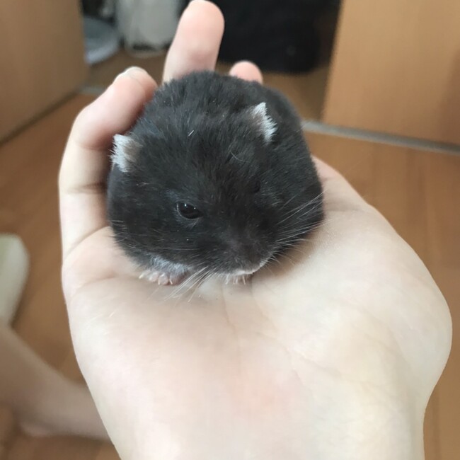 あゆみよんのカバー写真