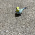 セキセイインコ、コザクラインコ