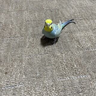 セキセイインコ、コザクラインコ