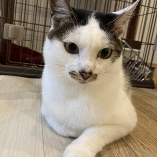 嬉しいとすぐにゴロゴロしちゃうユキ太です♫