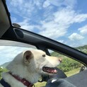 保護犬 リュウ　とっても甘えん坊です！
